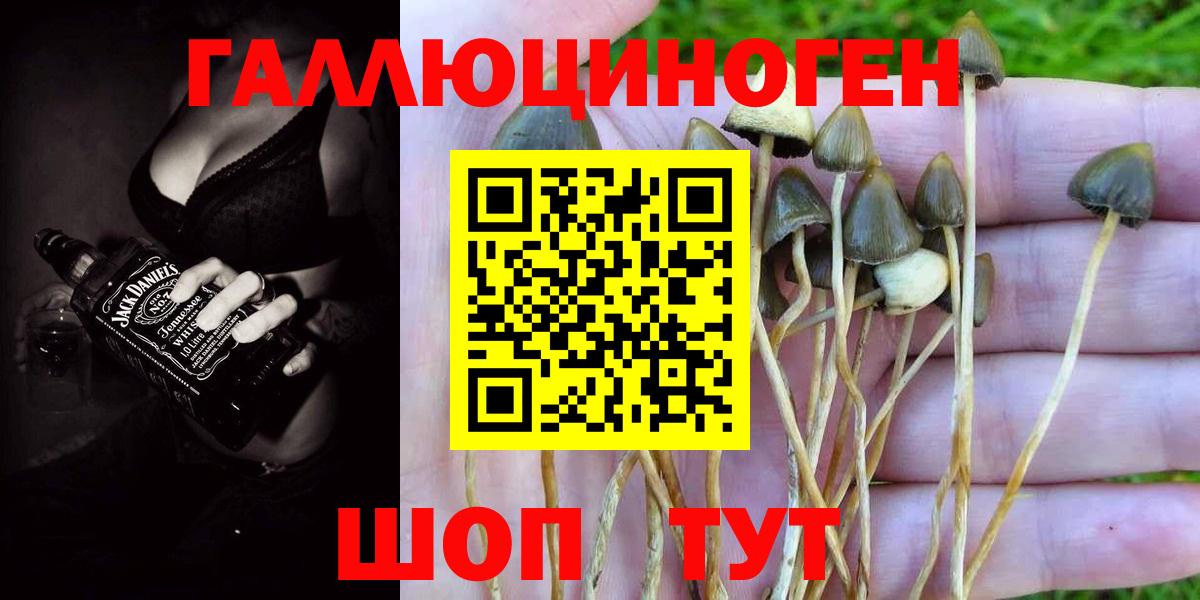 Кузнецк  Галлюциногенные грибы Psilocybine cubensis  Псилоцибиновые грибы мицелий  Вход с VPN 